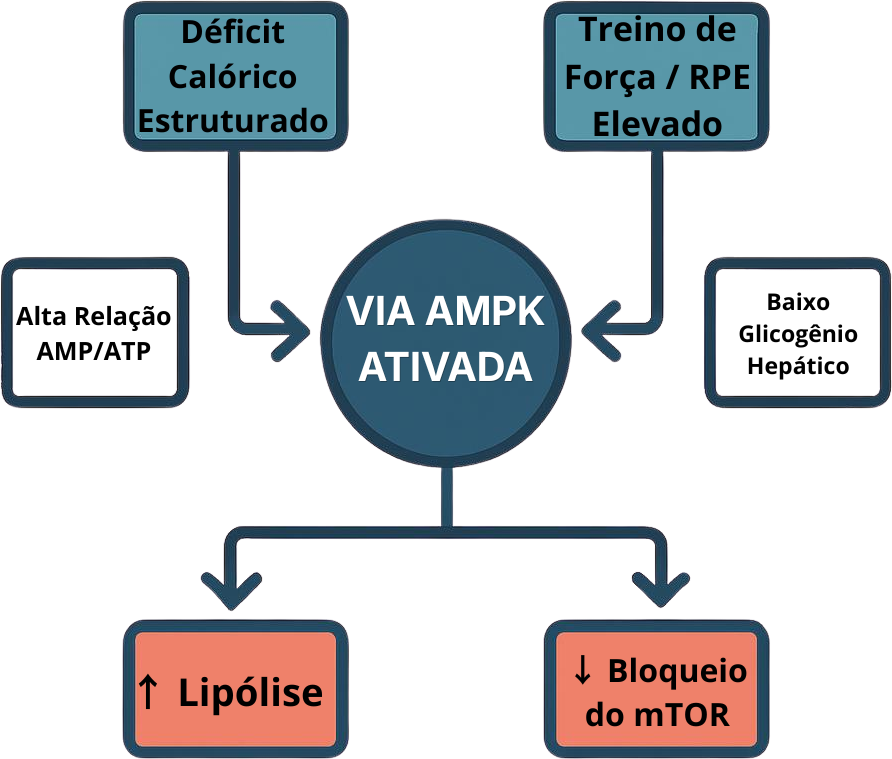 Diagrama explicativo da via enzimática AMPK e a queda do hormônio T3 no metabolismo defensivo