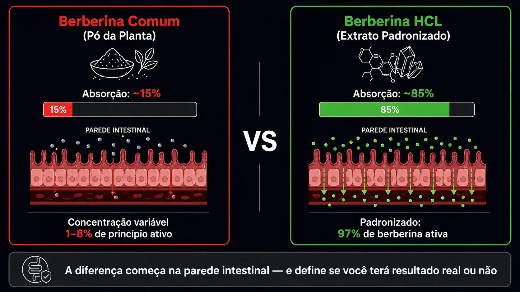 Infográfico comparando a biodisponibilidade da berberina HCL versus o pó da planta berberis